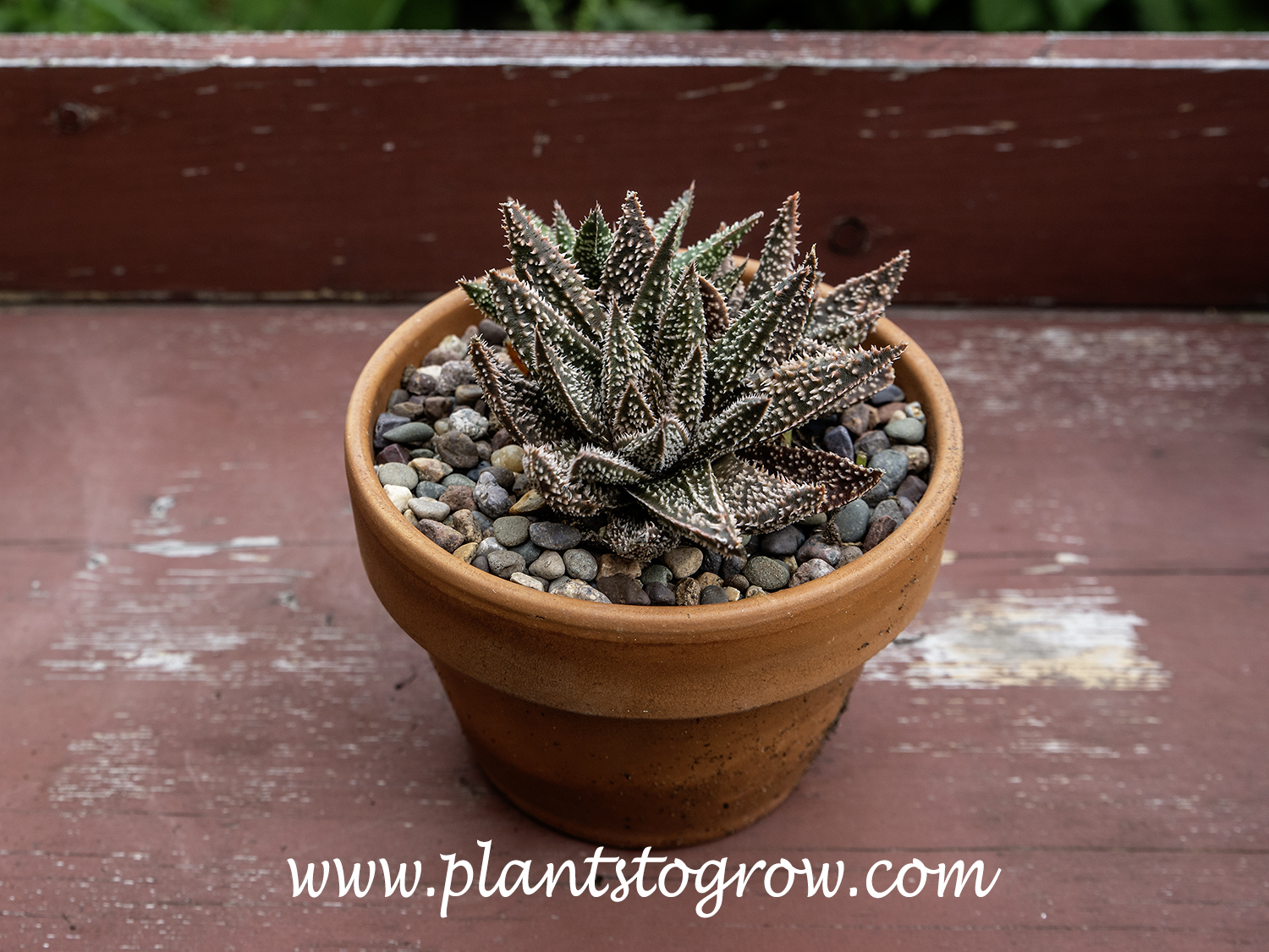 Gasteraloe 'Tarantula'
This plant is growing in a 5-6 inch pot.
